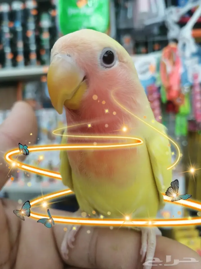 فرخ روز اينو و لتينو عيون حمر مفطوم 3