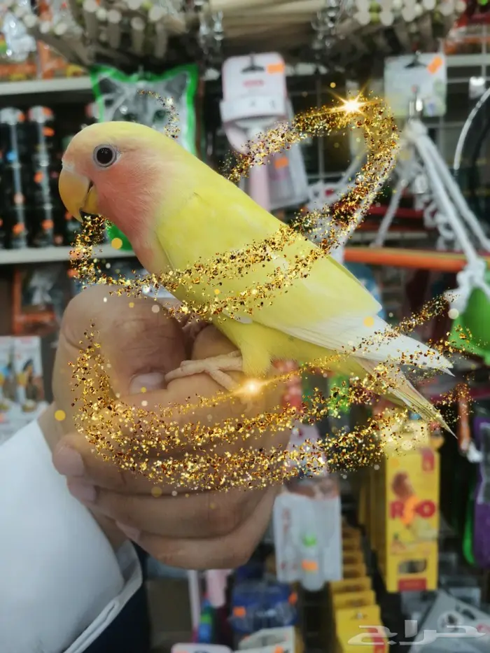 فرخ روز اينو و لتينو عيون حمر مفطوم 4