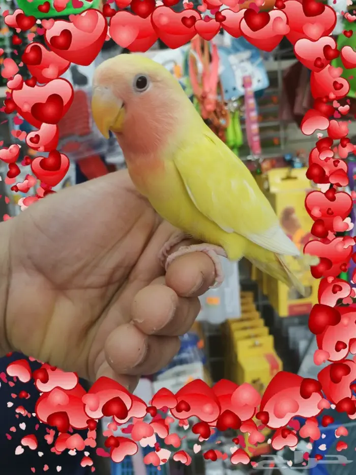 فرخ روز اينو و لتينو عيون حمر مفطوم 5