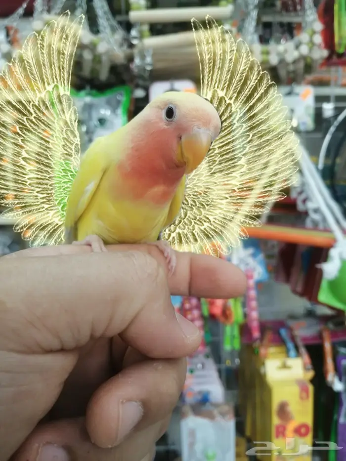 فرخ روز اينو و لتينو عيون حمر مفطوم 6