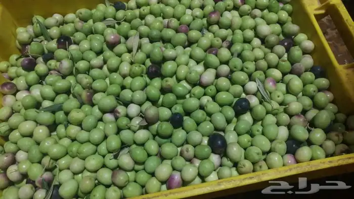 زيت زيتون الجوف عضوي تقليدي 1446هجري16لتر750ريال شامل الشحن 8