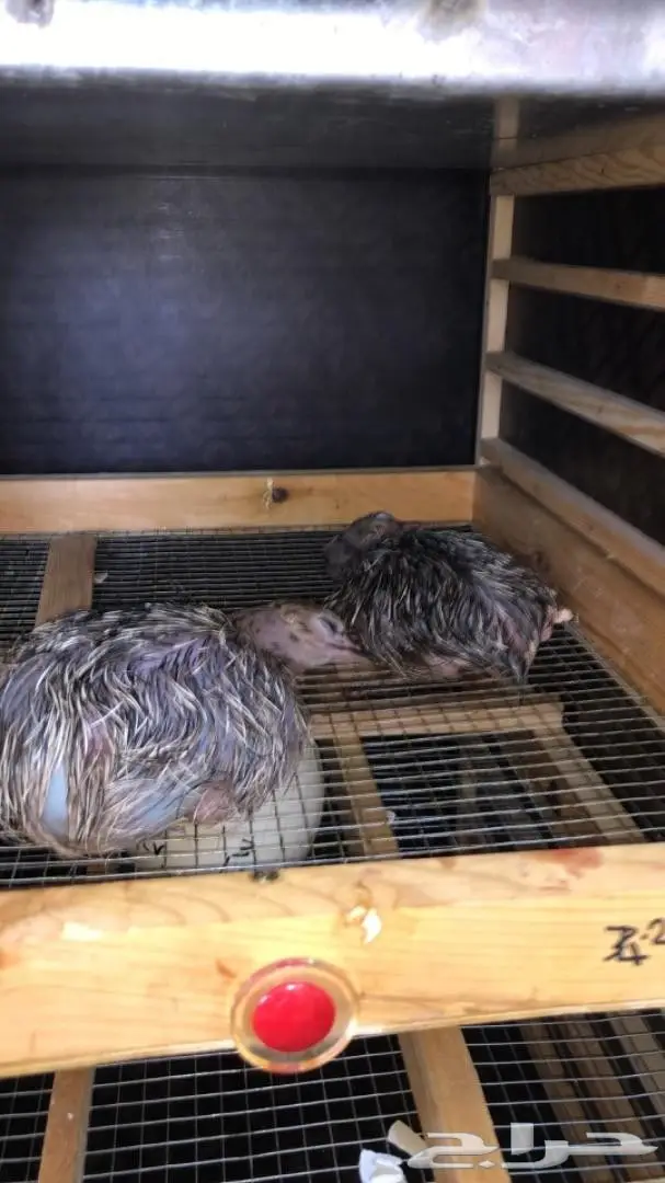 تفصيل جديد فقاصات يدوي جوده عاليه 8