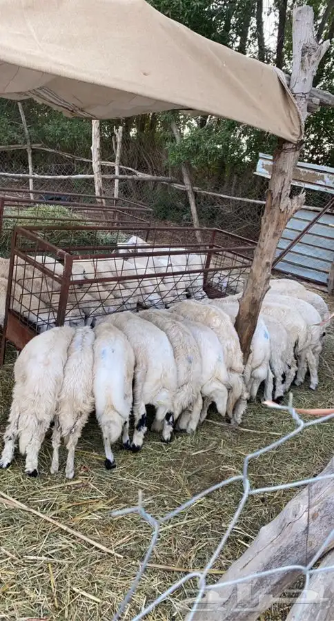 ذبايح بهم خرفان ورخال حريه من غنم شهران مع السلخ والتوصيل 6