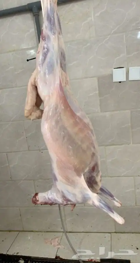 ذبائح بريه مع التوصيل والتصوير    3
