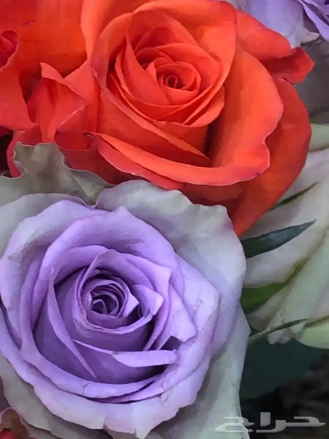 فل عقود للعرسان وورود طبيعيه وشتلات للتواصل اتصال أوواتساب 36