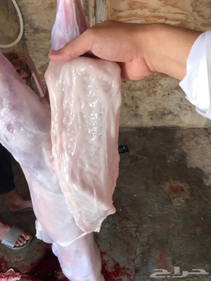 نص تيس ( لحم ني) 5