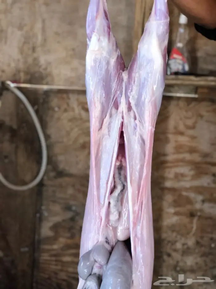 نص تيس ( لحم ني) 4