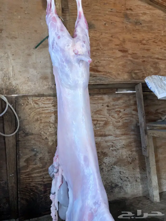 نص تيس ( لحم ني) 6