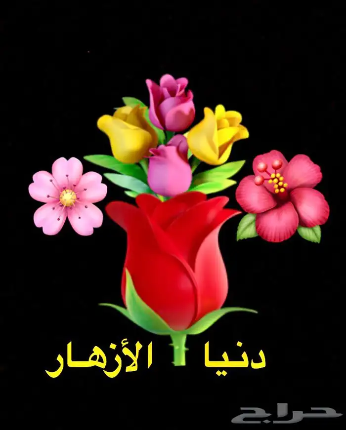 فل عقود للعرسان وورود طبيعيه وشتلات للتواصل اتصال أوواتساب 41