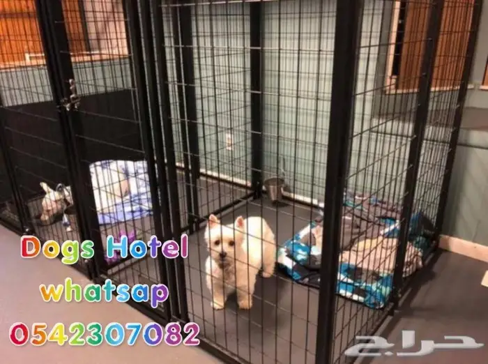 فندقة كلاب - Dogs hotel - ايواء كلاب 8
