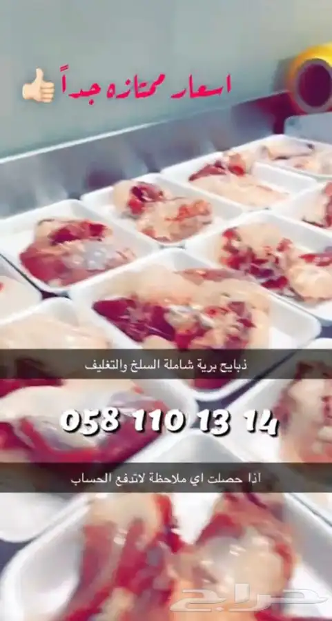 غنم ذبايح ضيوف وثلاجة حري وتيوس طليان 7