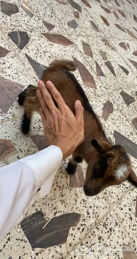 صغار ماعز قزم 0