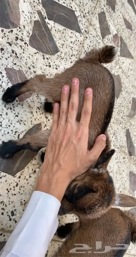 صغار ماعز قزم 3