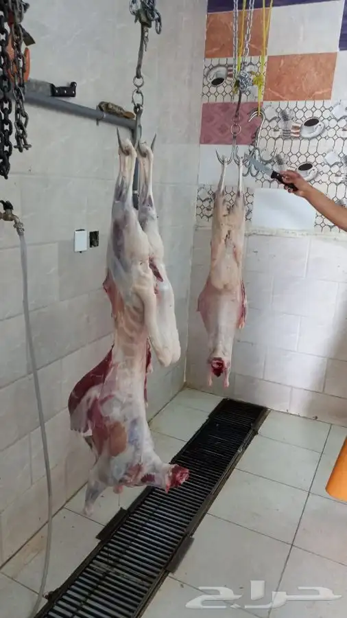 غنم حري ..طليان ..ذبيحة ...رخل ...طلي ..خروف 1