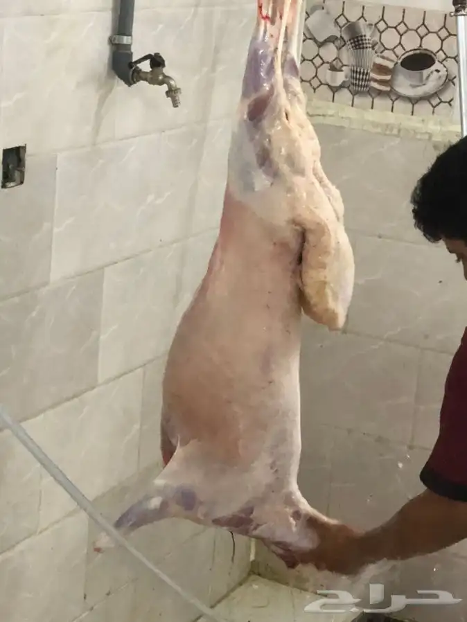 غنم حري ..طليان ..ذبيحة ...رخل ...طلي ..خروف 0