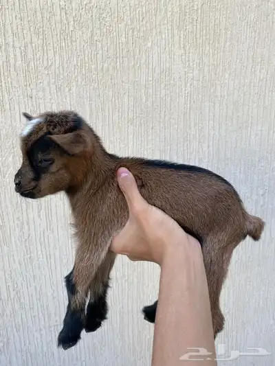 صغار ماعز قزم 4