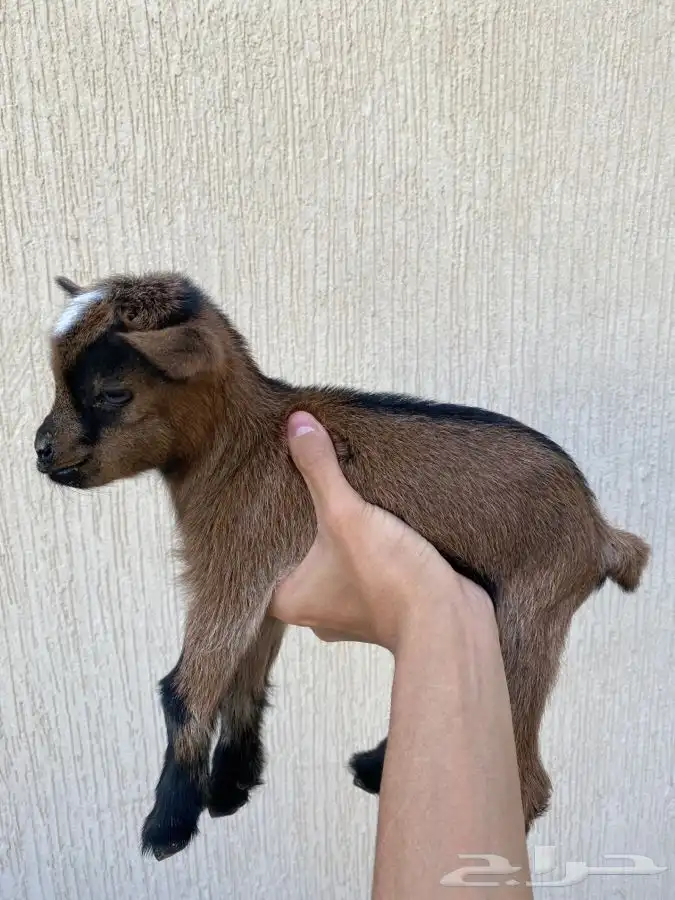 صغار ماعز قزم 4