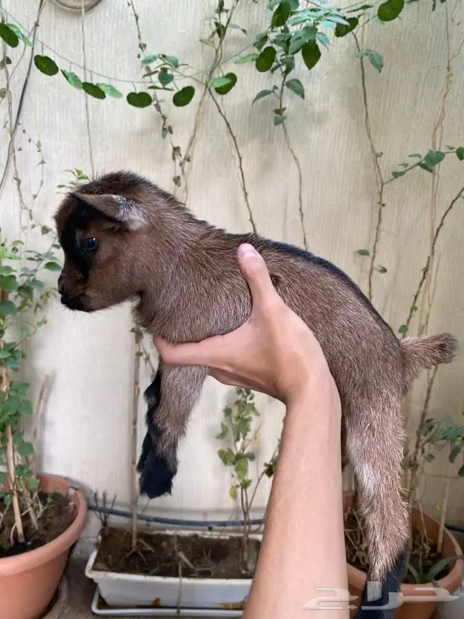 صغار ماعز قزم 2