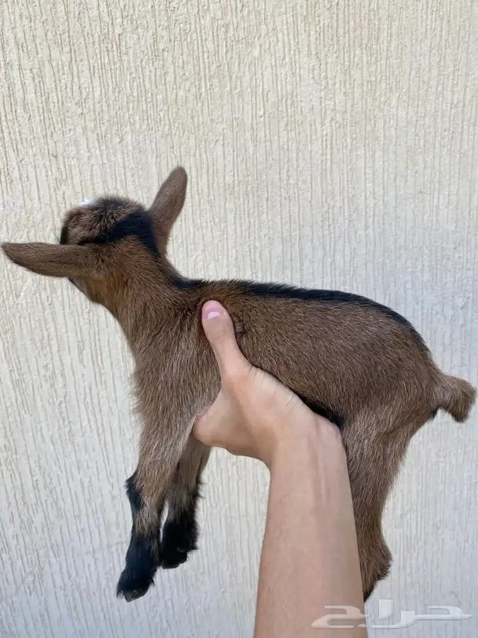 صغار ماعز قزم 1