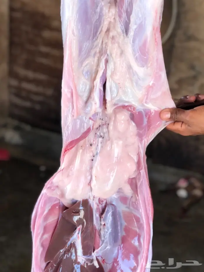 نص تيس ( لحم ني) 15