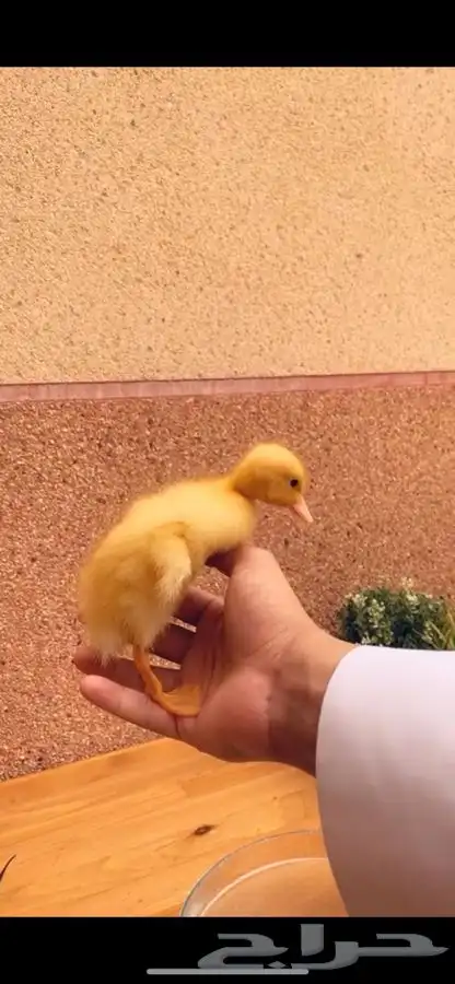 بط صغير متوفر تمارا 7