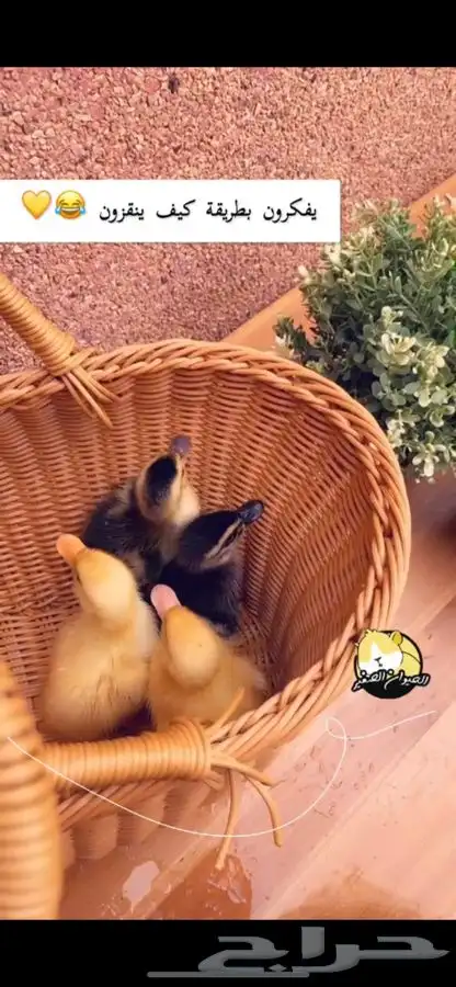 بط صغير متوفر تمارا 3