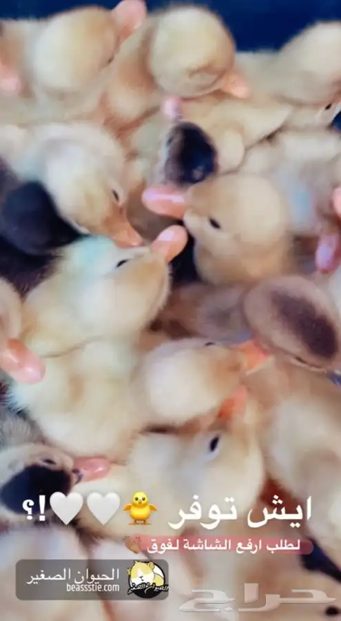 بط صغير متوفر تمارا 1