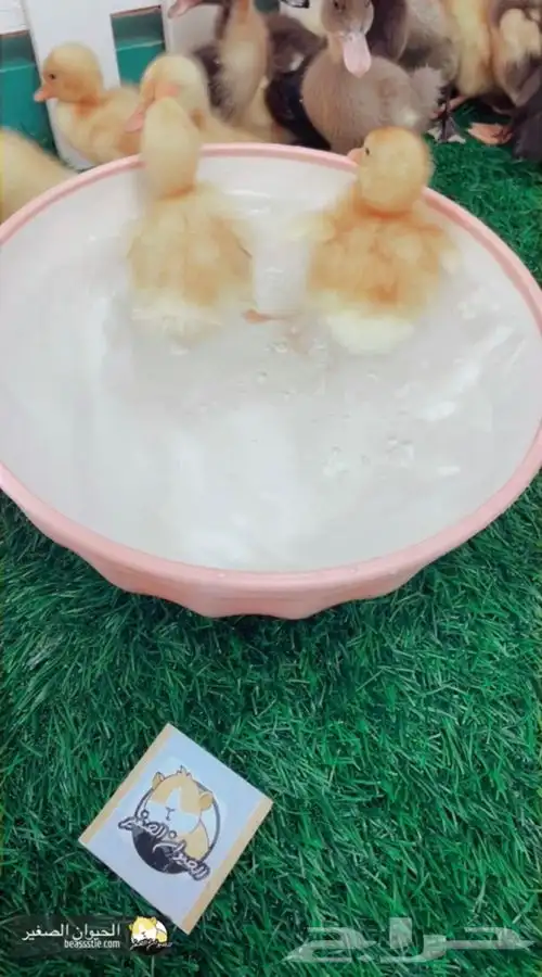 بط صغير متوفر تمارا 0
