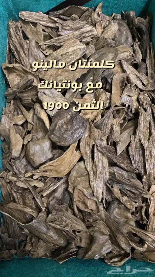 عود طبيعي  هندي   كلمنتان   هندي موري  9