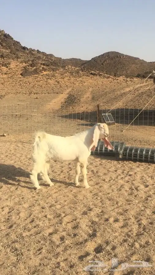 عروض مشاريك وعوارض بيض و سود 1حلال ابو حمدان الحبابي 1