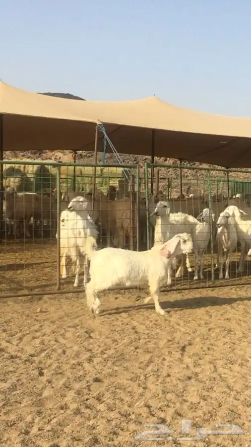 عروض مشاريك وعوارض بيض و سود 1حلال ابو حمدان الحبابي 3