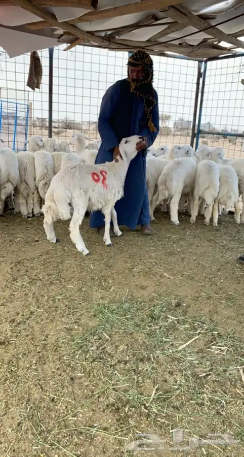 ذبايح بريه اي ملاحظه لوبسيطه لاتحاسب 4