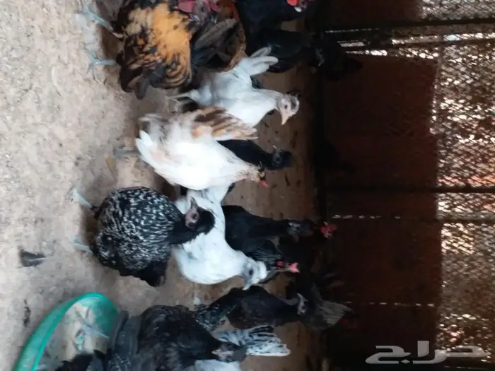 دجاج عربي كوبرات جده ذهان 2