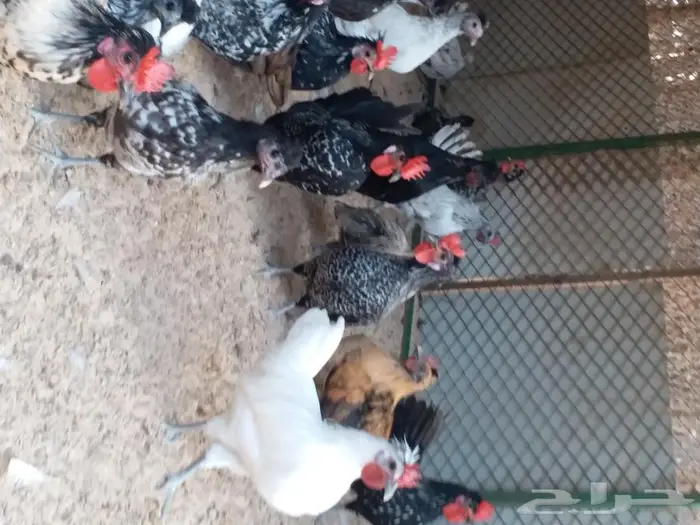 دجاج عربي كوبرات جده ذهان 3