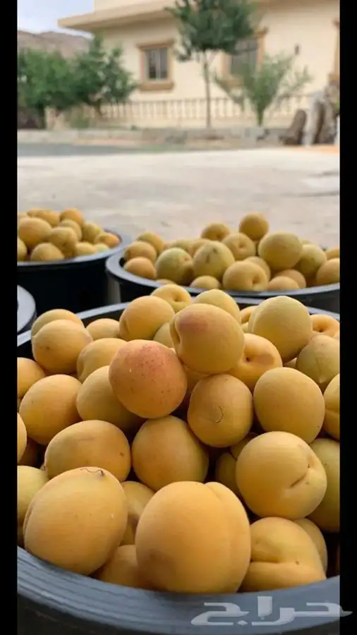 شتلات بلدي وخارجي ورمان صعده 9