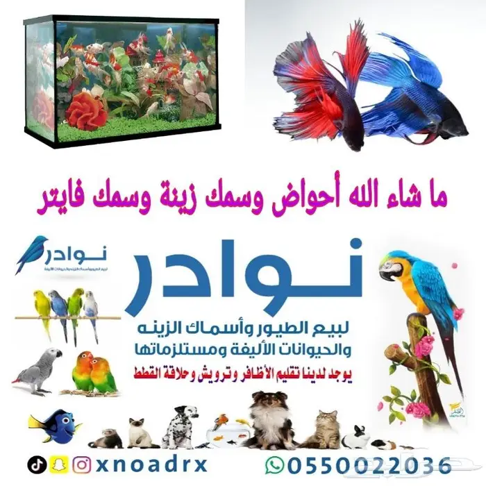 طيور كناري بادجي زيبرا فشر روز كروان 8
