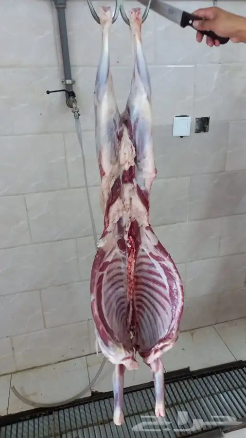 طليان ..رخال ذبايح .. 2
