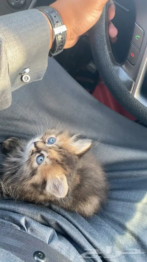 توصيل و نقل القطط و الطيور و الحيوانات 7