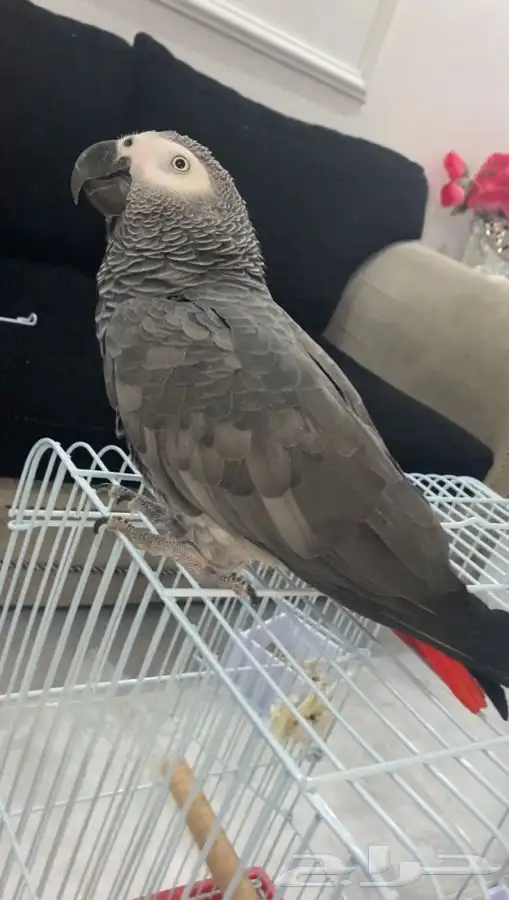 توصيل و نقل القطط و الطيور و الحيوانات 3