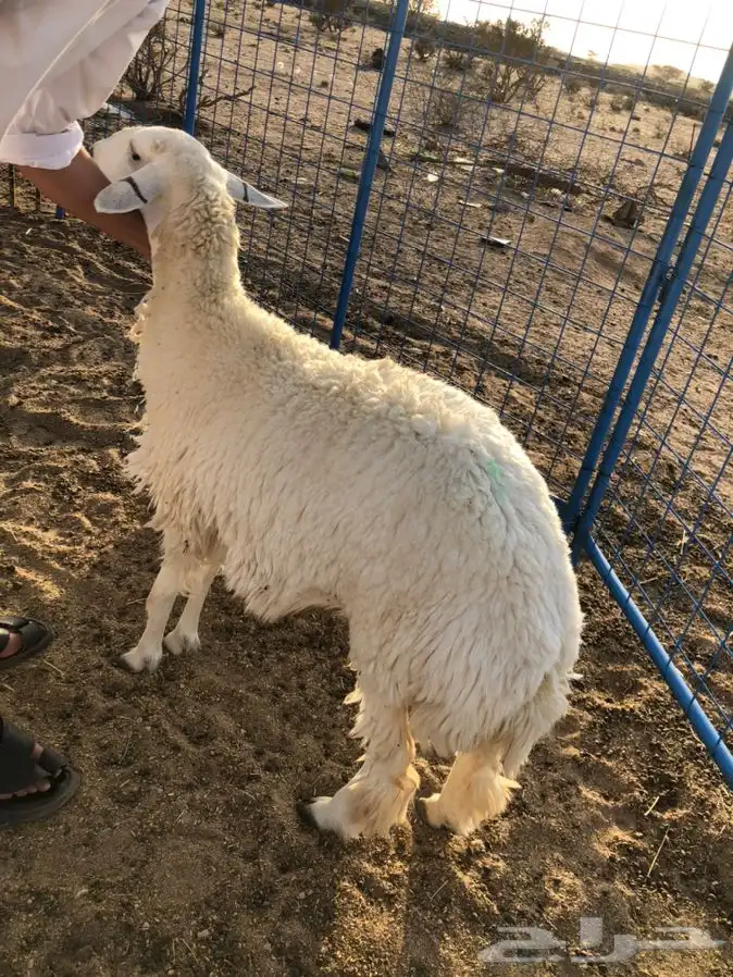 طليان ..رخال ذبايح .. 0