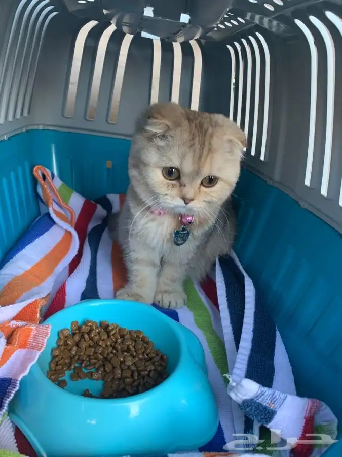 توصيل و نقل القطط و الطيور و الحيوانات 9