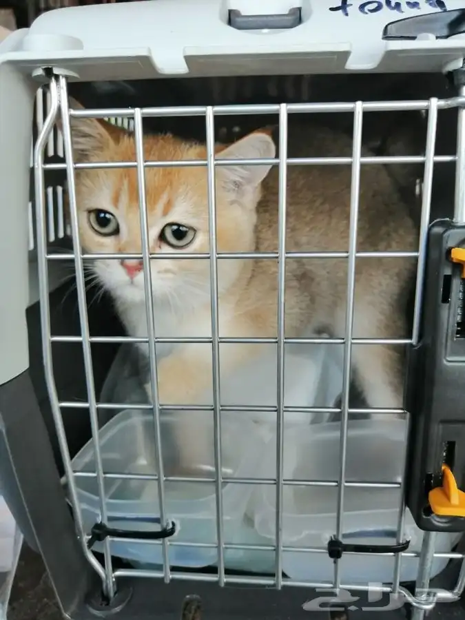 توصيل و نقل القطط و الطيور و الحيوانات 12