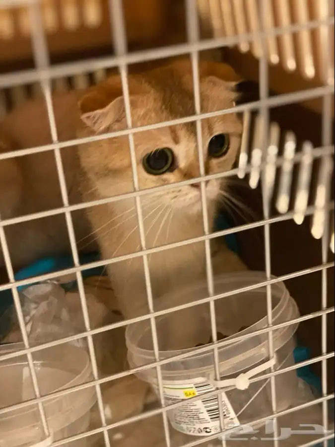 توصيل و نقل القطط و الطيور و الحيوانات 0