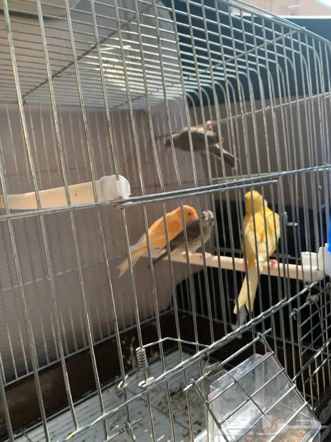 توصيل و نقل القطط و الطيور و الحيوانات 11