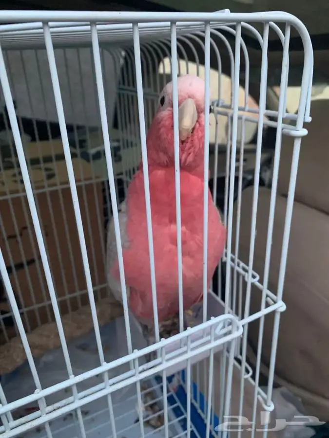 توصيل و نقل القطط و الطيور و الحيوانات 10