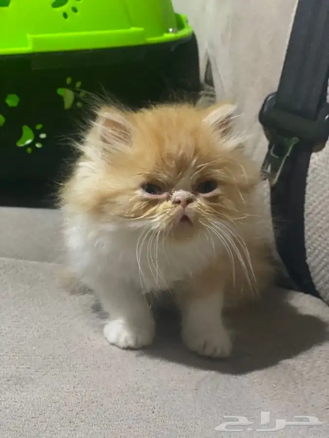 توصيل و نقل القطط و الطيور و الحيوانات 2