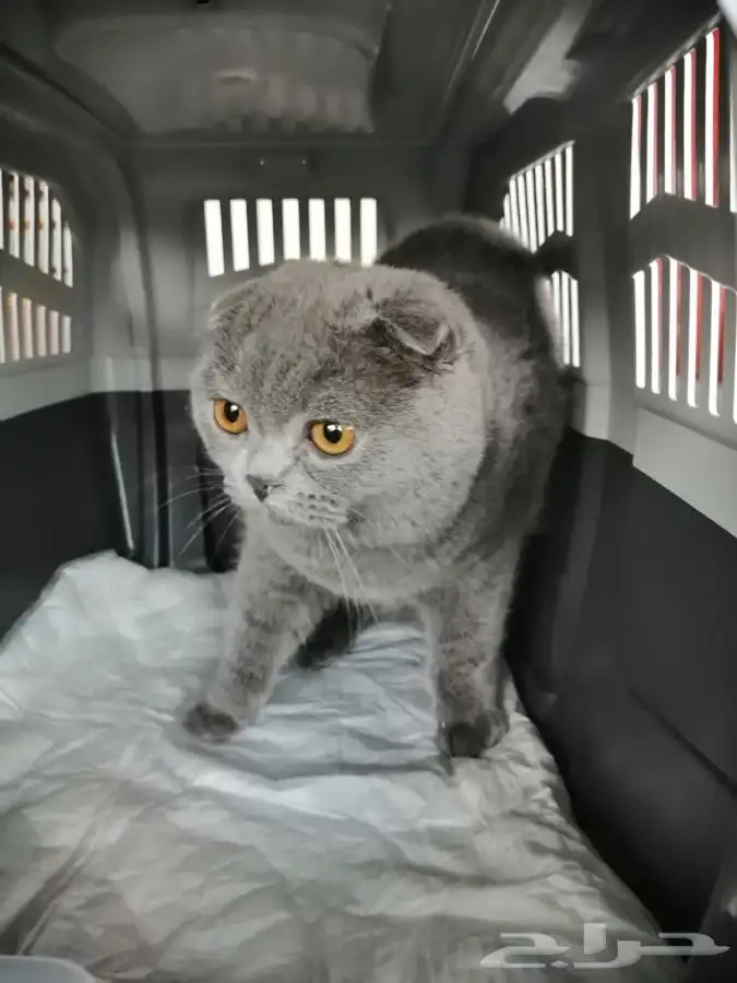 توصيل و نقل القطط و الطيور و الحيوانات 14