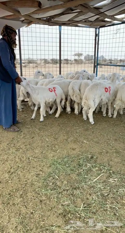 طليان ورخال حريه جبره ضيوف وثلاجة اذاما اعجبتك رجع فللوسك 7