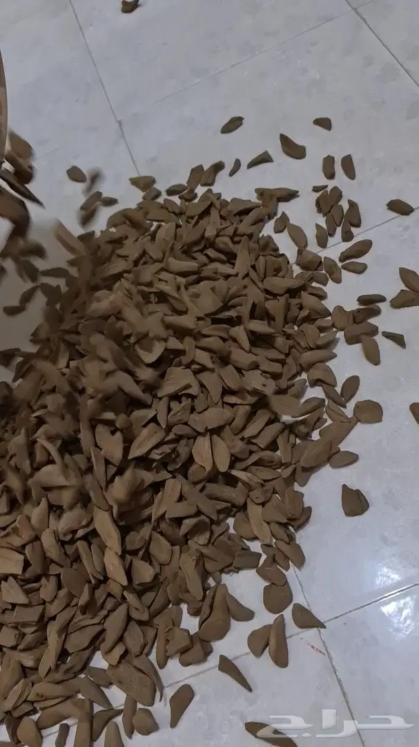 وصول كميات مروكي اصقون غابات طبيعيه 0