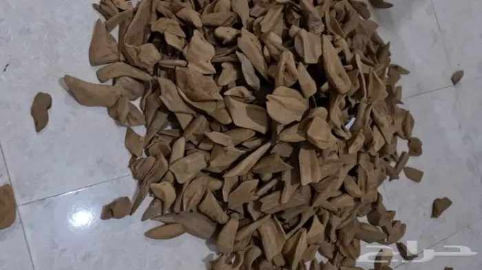 وصول كميات مروكي اصقون غابات طبيعيه 1